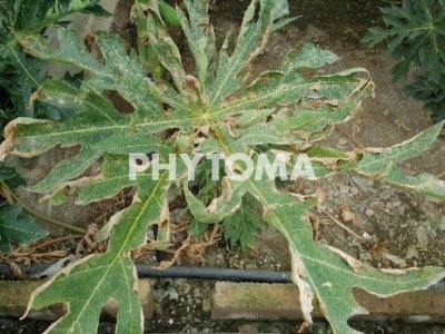 tetranychus urticae